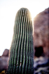 Saguaro cactus plant growing along the walking trails within Papago Park