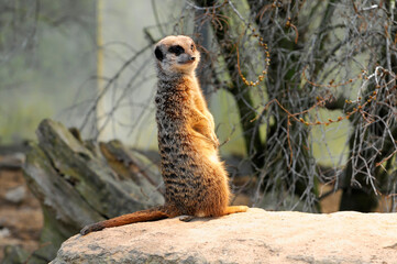 Ein Erdmännchen steht aufrecht auf einem sandigen Boden und schaut aufmerksam, Erdmännchen oder Surikate (Suricata suricatta), captive, Vorkommen im südlichen Afrika