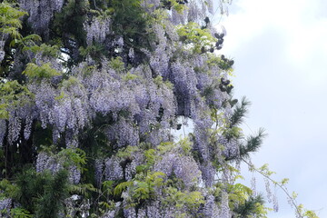 美しく咲き誇る天神山公園の藤の花