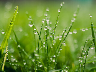 Naklejka premium Water droplets on grass