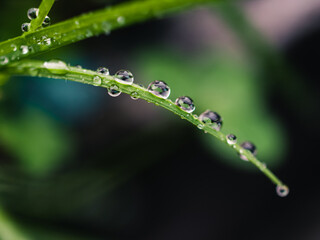 Water droplets on grass