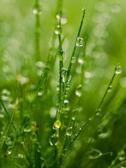 Naklejka premium Water droplets on grass
