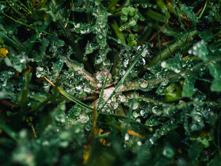 Green plant covered in water droplets