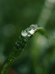 Water droplets on grass