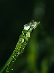 Water droplets on grass