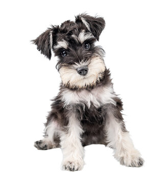 Miniature schnauzer puppy sitting with head tilted isolated