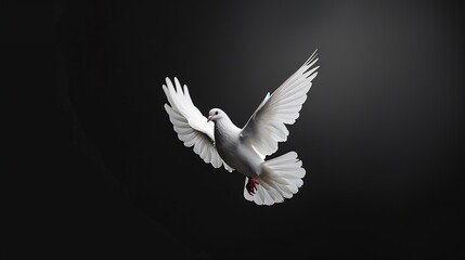 Obraz premium White dove flying on black background and Clipping path freedom concept and international day of peace : Generative AI