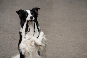 Border collie holding leash in mouth outdoors. 