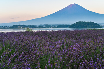 山梨県河口湖とラベンダー畑と富士山