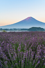 Naklejka premium 山梨県河口湖とラベンダー畑と富士山