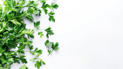 Parsley on white background. Healty green food. Herb concept. Copy spase