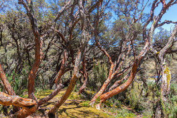 Polylepis trees or Paper trees at  National Park El Cajas, Andean Highlands, Azuay province,...
