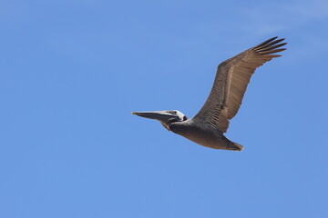 Brown pelican in flight formation against blue sky