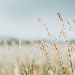 A serene landscape featuring tall grass swaying gently in the breeze under a soft blue sky, perfect for nature-themed projects.