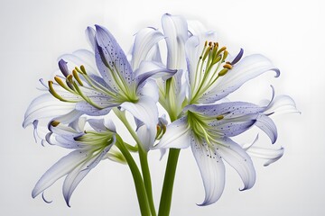 Fototapeta premium African lily flower white background, AI Generated