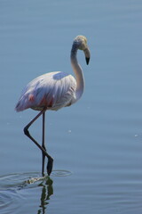 Graceful pink flamingo looking for food