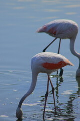 Graceful pink flamingo looking for food