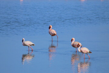 A flock of pink flamingos flew to the lagoon to rest 