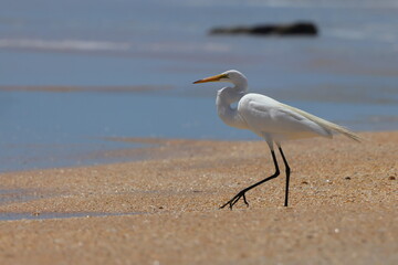 White egret bird walking on beach