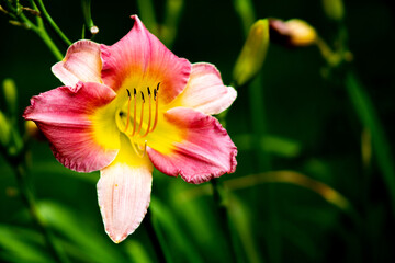 pink and yellow flower
