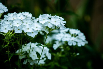 white flowers in the garden