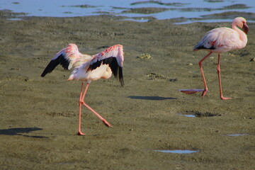 A flock of pink flamingos flew to the lagoon to rest 