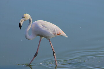 Graceful pink flamingo looking for food