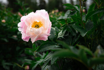 Beautiful Blush Pink Peony