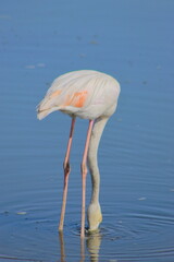 Graceful pink flamingo looking for food