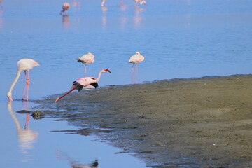 A flock of pink flamingos flew to the lagoon to rest 