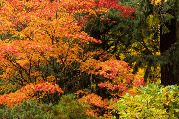 Beautiful vibrant fall colors in the colorful forest of Portland Japanese Garden in Oregon, USA