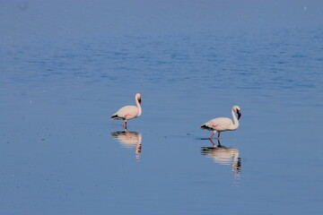 A flock of pink flamingos flew to the lagoon to rest 
