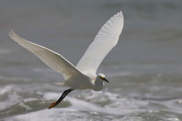 White egret bird flying in surf