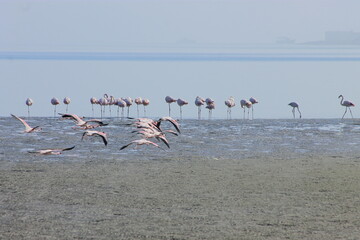 A flock of pink flamingos flew to the lagoon to rest and eat