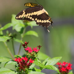 Fototapeta premium Yellow and black Florida Swallow-tailed butterfly on pink flower