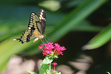 Black and yellow swallow-tailed butterfly on pink flower