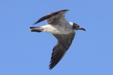 seagull in flight against blue sky