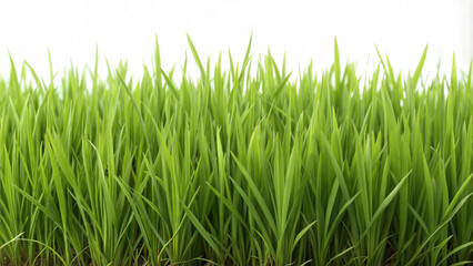 Fototapeta premium Fresh Green Grass Blades Isolated on White Background