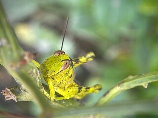 Beautiful green grasshopper macro shot. A blacksmith holds on to a stalk of green grass. The background is blurred. Green background image of nature.