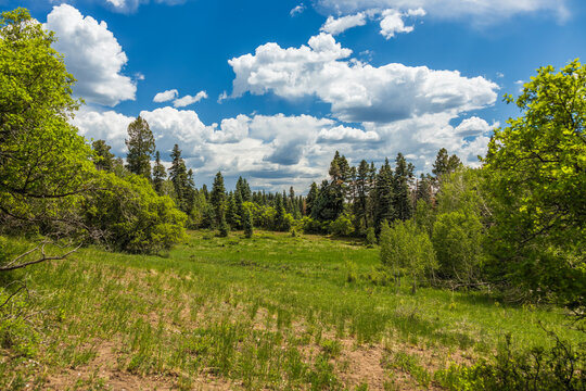 Mountain forest meadow in the summer with afternoon clouds
