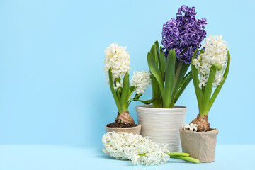 Beautiful hyacinth flowers in pots on blue background