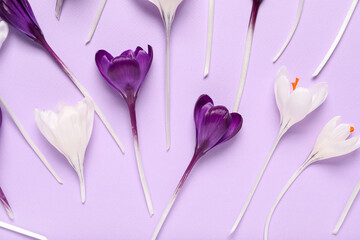 Beautiful crocus flowers on lilac background