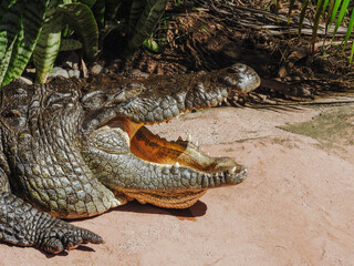 Amazing crocodile with mouth open while sunbathing