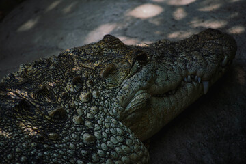 Sleeping crocodile under the shade of a tree in its enclosure