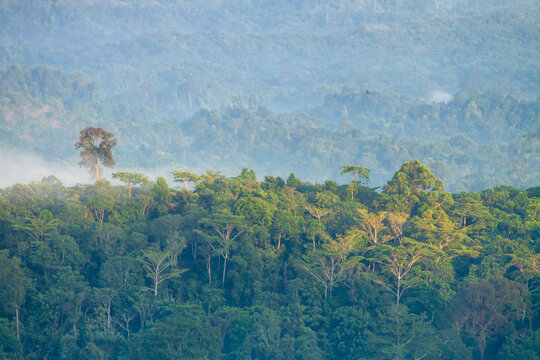 Borneo Forest, Tropical Forest in Barito Timur, Central Kalimantan