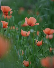 野原に可愛いナガミヒナゲシの花