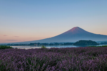 Naklejka premium 河口湖とラベンダー畑と富士山