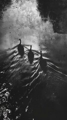 Three Silhouettes of Birds Swimming in a Rippling Body of Water