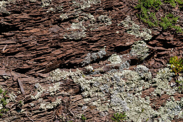Detailed view lichen on tree bark in woodland setting.