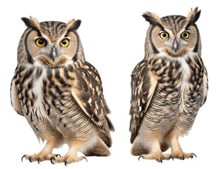 Obraz premium horned owl isolated on transparent background